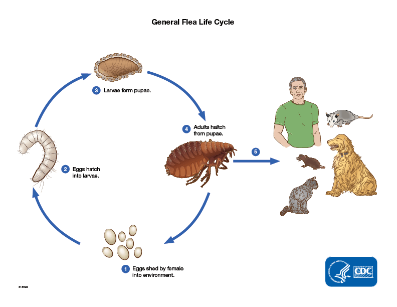 Flea-life-cycle