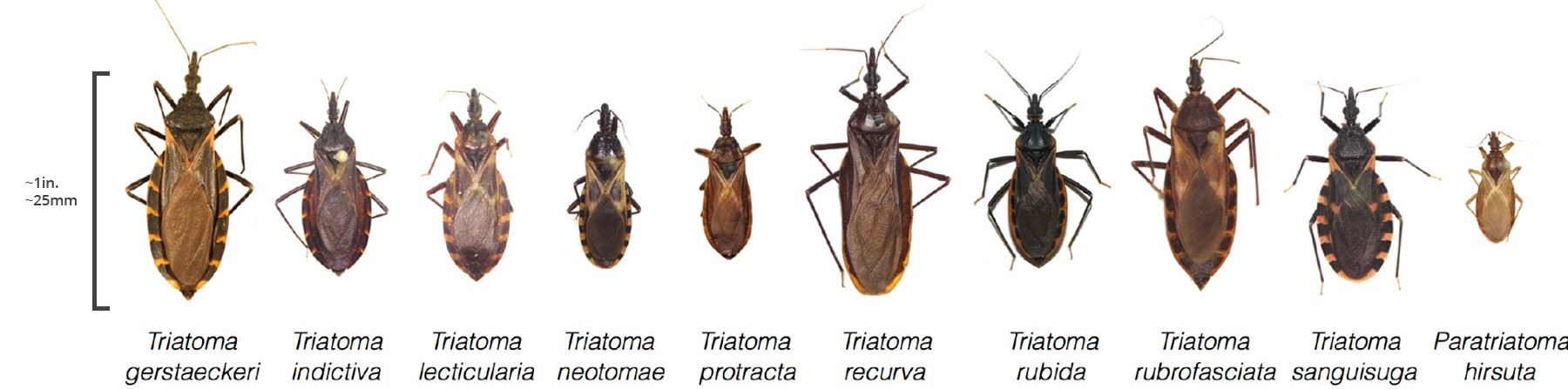 Kissing bugs in the US