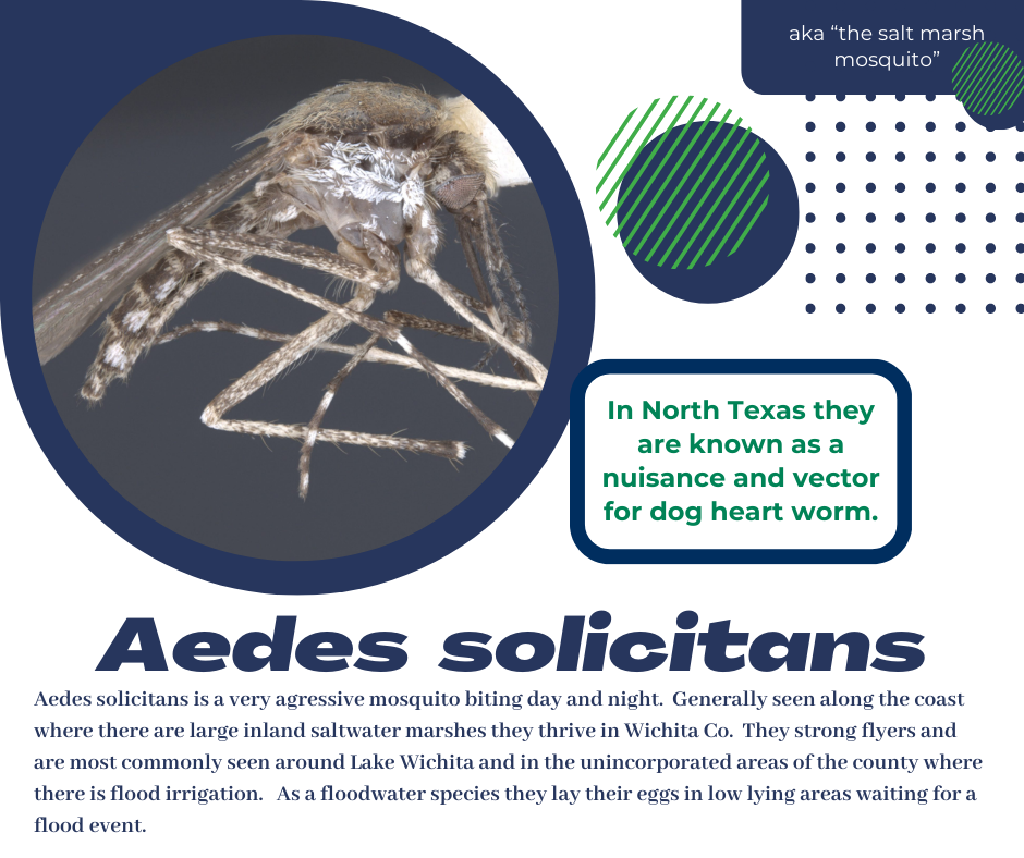 Aedes solicitans