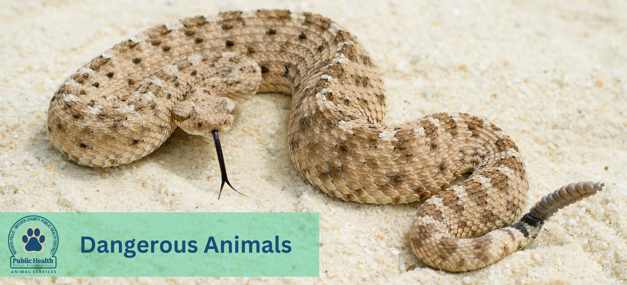 Dangerous Animals Banner