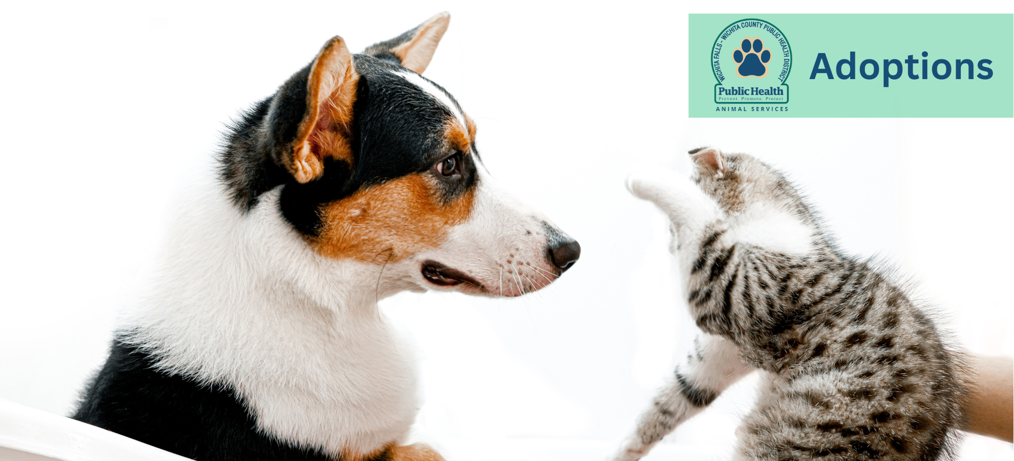 Animal Services subpage  Adoptions